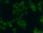 LSM4 Antibody in Immunocytochemistry (ICC/IF)