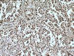 LSM4 Antibody in Immunohistochemistry (Paraffin) (IHC (P))