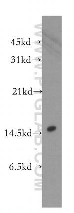 LSM4 Antibody in Western Blot (WB)