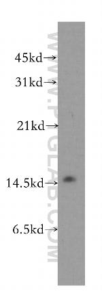 LSM4 Antibody in Western Blot (WB)