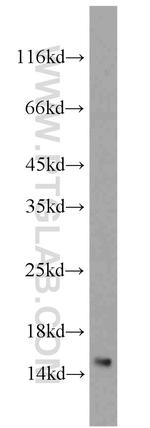 LSM4 Antibody in Western Blot (WB)