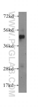 DNAJB2 Antibody in Western Blot (WB)