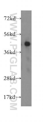 DNAJB2 Antibody in Western Blot (WB)