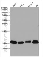 RAP1B Antibody in Western Blot (WB)