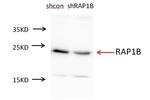 RAP1B Antibody in Western Blot (WB)