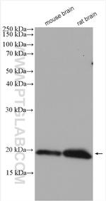 alpha-synuclein Antibody in Western Blot (WB)