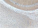 alpha-synuclein Antibody in Immunohistochemistry (Paraffin) (IHC (P))