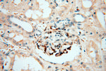 alpha-synuclein Antibody in Immunohistochemistry (Paraffin) (IHC (P))