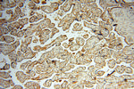 alpha-synuclein Antibody in Immunohistochemistry (Paraffin) (IHC (P))