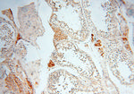 alpha-synuclein Antibody in Immunohistochemistry (Paraffin) (IHC (P))