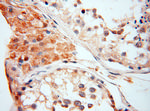 alpha-synuclein Antibody in Immunohistochemistry (Paraffin) (IHC (P))