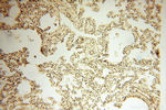 alpha-synuclein Antibody in Immunohistochemistry (Paraffin) (IHC (P))