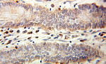 IL1RA Antibody in Immunohistochemistry (Paraffin) (IHC (P))