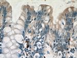 IL1RA Antibody in Immunohistochemistry (Paraffin) (IHC (P))