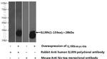 IL1RA Antibody in Western Blot (WB)