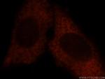 NOL3 Antibody in Immunocytochemistry (ICC/IF)