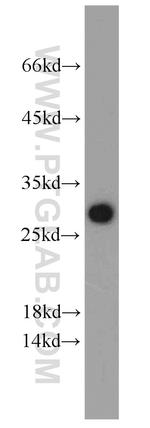 NOL3 Antibody in Western Blot (WB)