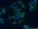 MST4 Antibody in Immunocytochemistry (ICC/IF)