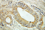 MST4 Antibody in Immunohistochemistry (Paraffin) (IHC (P))