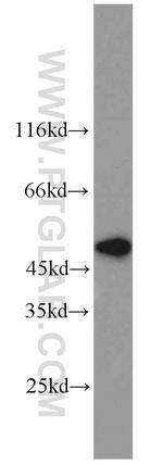 MST4 Antibody in Western Blot (WB)