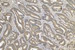 TRIM11 Antibody in Immunohistochemistry (Paraffin) (IHC (P))