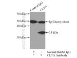 CLTA Antibody in Immunoprecipitation (IP)