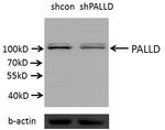 Palladin Antibody in Western Blot (WB)