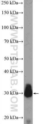 JP45/JSRP1 Antibody in Western Blot (WB)