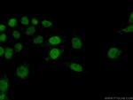 Histone H2A.X Antibody in Immunocytochemistry (ICC/IF)