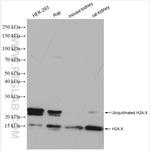 Histone H2A.X Antibody in Western Blot (WB)