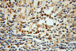 Histone H2A.X Antibody in Immunohistochemistry (Paraffin) (IHC (P))