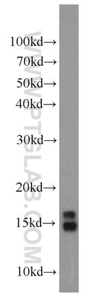 Histone H2A.X Antibody in Western Blot (WB)