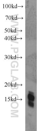 Histone H2A.X Antibody in Western Blot (WB)