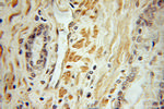 MECP2 Antibody in Immunohistochemistry (Paraffin) (IHC (P))