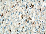 LYPLA3 Antibody in Immunohistochemistry (Paraffin) (IHC (P))