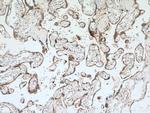 GM2A Antibody in Immunohistochemistry (Paraffin) (IHC (P))