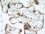 GM2A Antibody in Immunohistochemistry (Paraffin) (IHC (P))