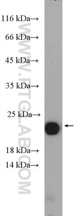 GM2A Antibody in Western Blot (WB)