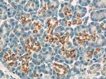 VDAC1/2 Antibody in Immunohistochemistry (Paraffin) (IHC (P))