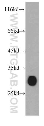 VDAC1/2 Antibody in Western Blot (WB)