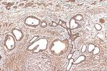 ATP1A3 (C-terminal) Antibody in Immunohistochemistry (Paraffin) (IHC (P))