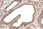 ATP1A3 (C-terminal) Antibody in Immunohistochemistry (Paraffin) (IHC (P))