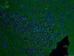 ATP1A3 (C-terminal) Antibody in Immunohistochemistry (PFA fixed) (IHC (PFA))