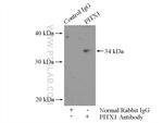 PITX1 Antibody in Immunoprecipitation (IP)