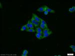 HSP47 Antibody in Immunocytochemistry (ICC/IF)