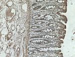 HSP47 Antibody in Immunohistochemistry (Paraffin) (IHC (P))