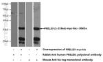 PRELID1 Antibody in Western Blot (WB)