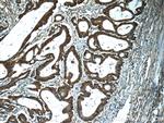 PTGES2 Antibody in Immunohistochemistry (Paraffin) (IHC (P))