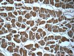 PTGES2 Antibody in Immunohistochemistry (Paraffin) (IHC (P))