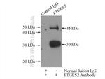 PTGES2 Antibody in Immunoprecipitation (IP)